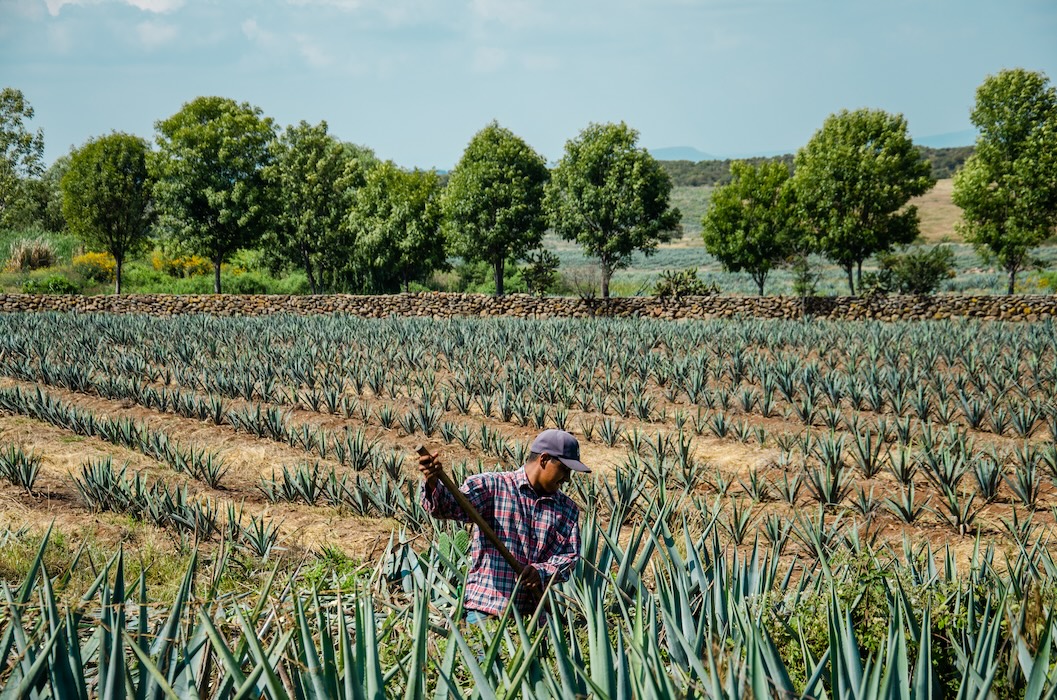 Agave field