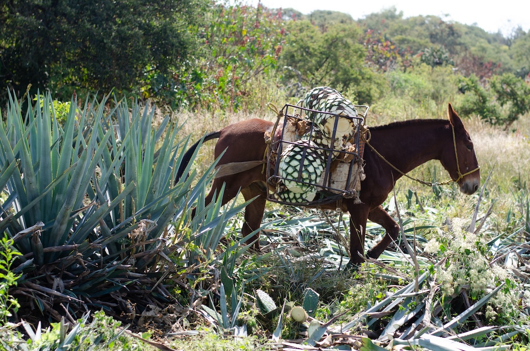 Agave transported by mule
