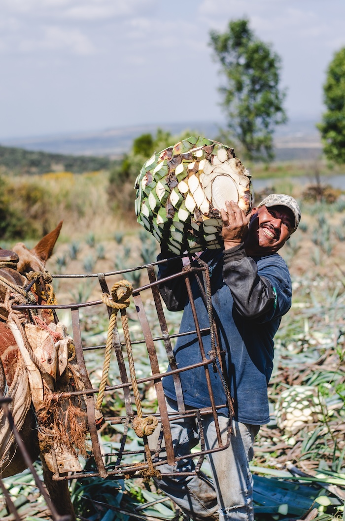 Worker harvesting agave